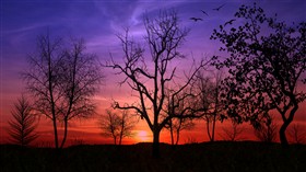 Lovely As A Tree LV
