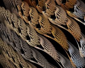 Braided Wings