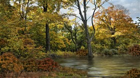 Autumns Glory