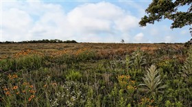Field Flowers