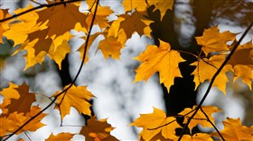 Fall Leaves in Forest Preserve