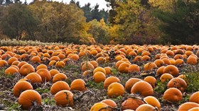 Pumpkin Patch