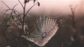 Creepy Spider Web
