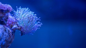 White Ocean Coral
