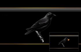Raven Wide Screen