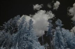 Ghost Trees
