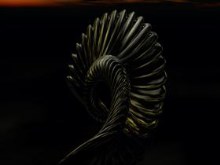 Cephalopod