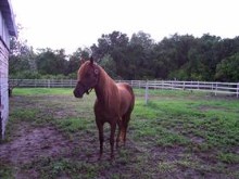 horse chesnut beauty