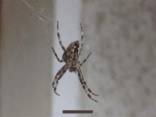 Spider on Balcony