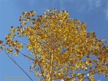 Autumn Leaves