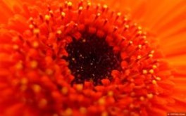 Orange Flower
