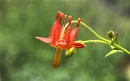 Red Columbine