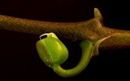 Orchid Budding