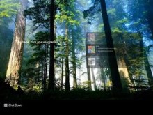 Vista Woods