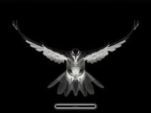 Black Bird
