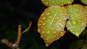 leaf green