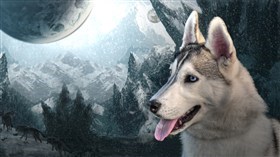 snow dog