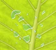 Desktop Elements (Water Droplets)
