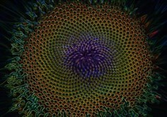 Macroflower