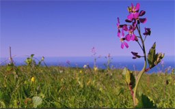 Wild flower