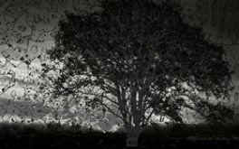 wynter tree
