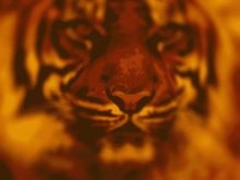 Fire Tiger Gold