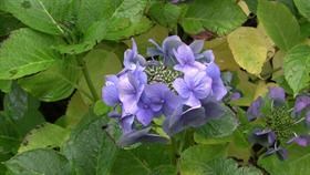 Rainy Flower