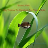 Brown Fish