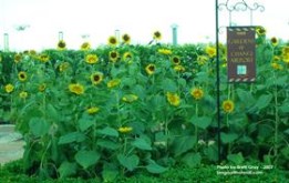 Sunflowers @ Changi Airport