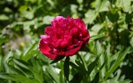Aster