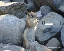 Golden Mantled Squirrel Satisfaction