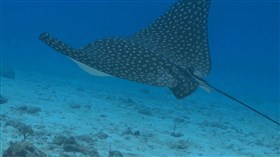 Spotted_Eagle_Stingray