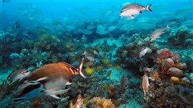 Reef_Fish_Unlimited