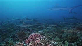 Cool_Shark_Fest