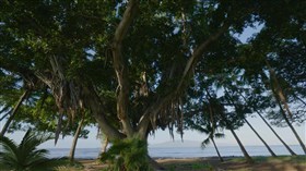 Hawaii_Banyan_Tree_Ocean