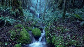 4K Fabulous_Rainforest_Stream 2