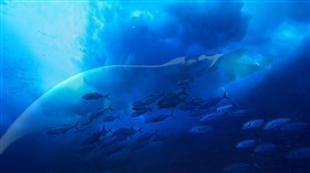 Manta Ray Blue Ocean Corrected