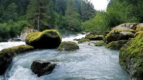 Roaring Forest Stream Falls