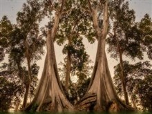 RainForest_Trees