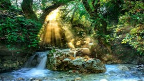 Forest_Rays