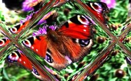 Summer Reflections - #Summer09