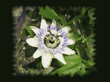 Passiflora
