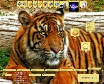 Eye of the Tiger
