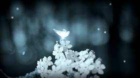White Butterfly