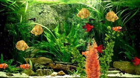 Rock Aquarium