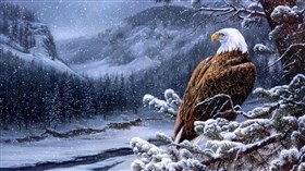 Eagle Winter