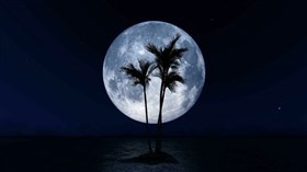 Moon Palms