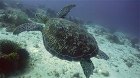 4K Sea Turtle2
