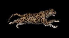 4K Jaguar