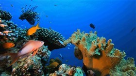 4K Tropical Sea Life